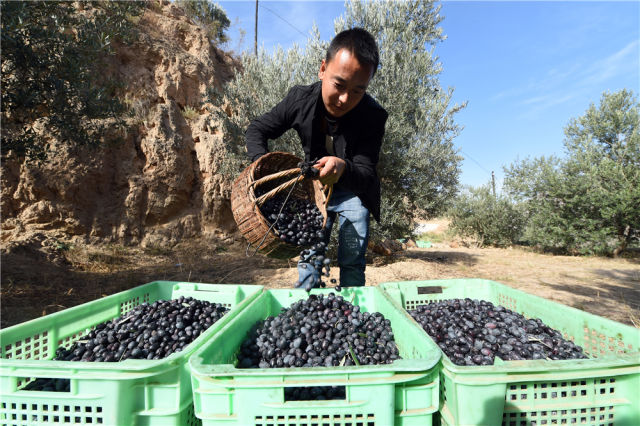 　　在甘肃省陇南市武都区汉王镇，一名男子将采摘的油橄榄倒入收纳箱（2018年10月30日摄）。