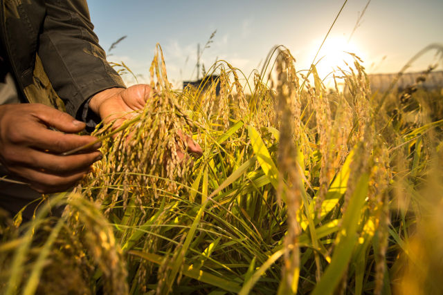 　　在吉林省舒兰市平安镇，农民在稻田间观察稻穗灌浆情况（2018年9月18日摄）。